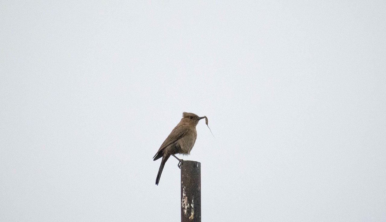 Bird Insect Beak - Free photo on Pixabay