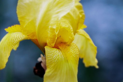 Flor, Iris, Bloom, Florecer, Planta