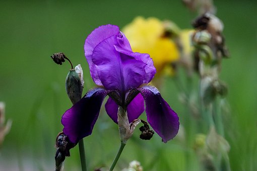 Flor, Iris, Hermosas Flores, Bloom