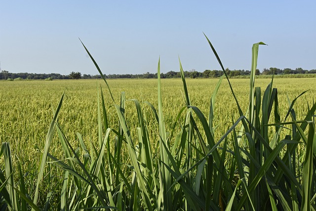 Free Nature Rice photo and picture