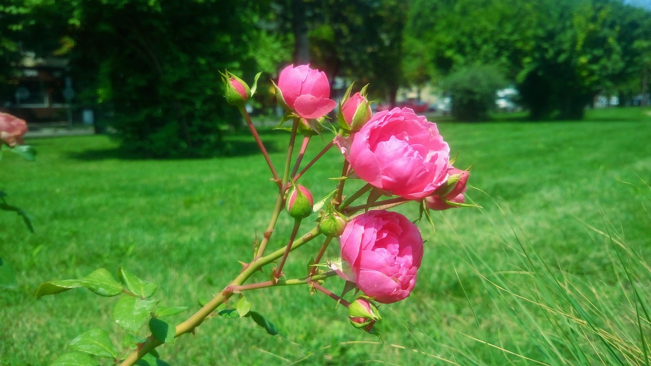https://cdn.pixabay.com/photo/2020/06/19/17/32/nature-landscape-5318217_1280.jpg