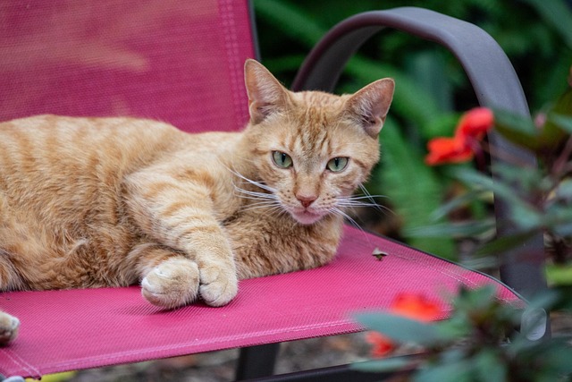 Katze, Tiere, Haustier, Pelz, Niedlich