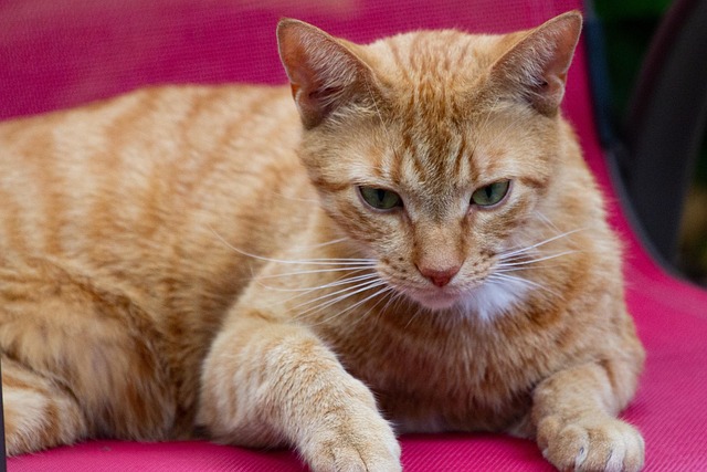 Katze, Tiere, Haustier, Pelz, Niedlich