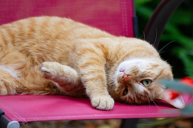 Katze, Tiere, Haustier, Pelz, Niedlich
