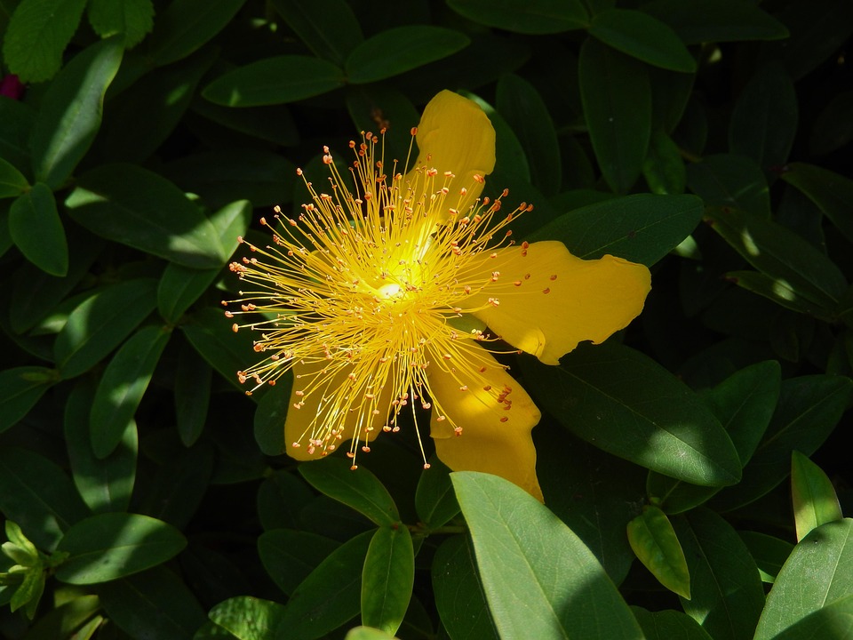 大花圣约翰草 贯Patulum 开花 - Pixabay上的免费照片 - Pixabay