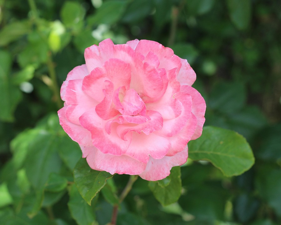 Hellrosa Pinke Rose Rosen - Kostenloses Foto auf Pixabay - Pixabay