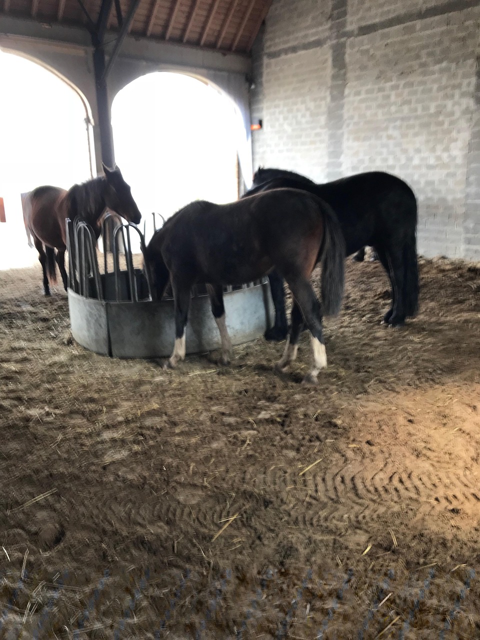 Horses Food Free photo on Pixabay Pixabay