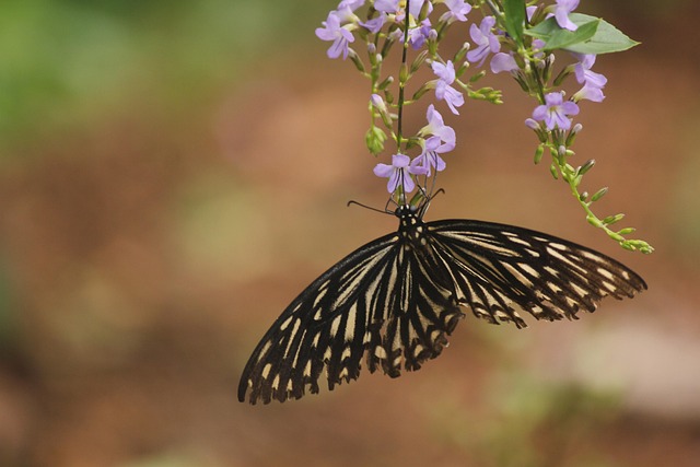 Free Butterfly Nectar photo and picture