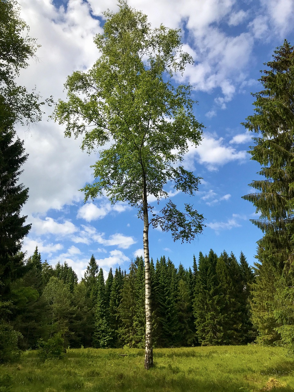 Trees Birch Conifers Free photo on Pixabay Pixabay
