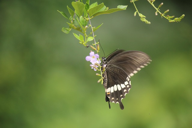 Free Butterfly Nectar photo and picture