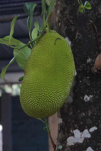 Free Jackfruit Kerala photo and picture