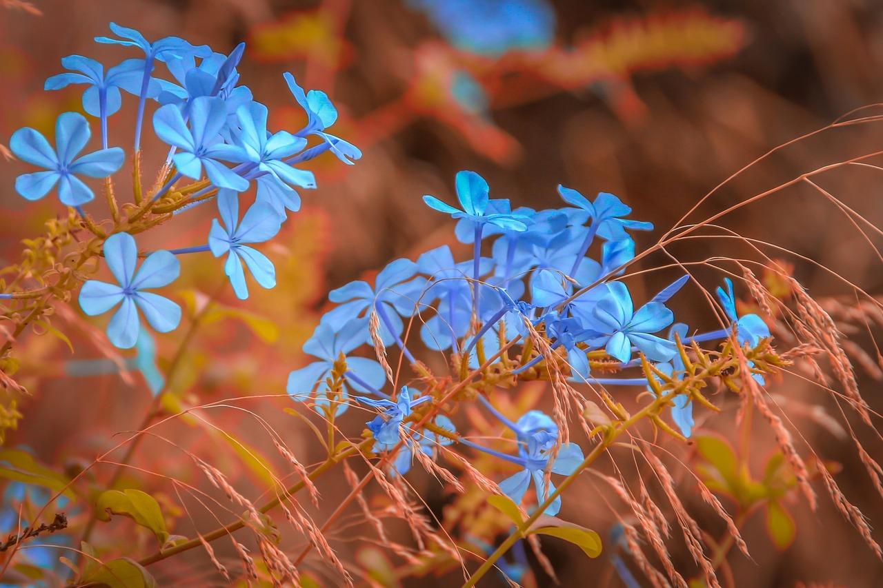 9,000+ Free Contrast & Nature Images - Pixabay
