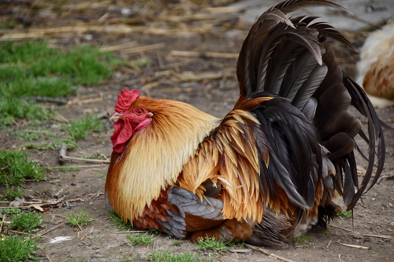 5 000 Free Nice Cock Nature Images Pixabay 5 000 Free Nice Cock Nature Images Pixabay