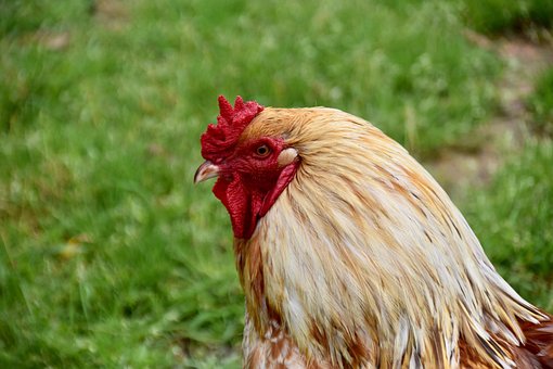 Ayam Hutan Fotos Unduh Gambar Gratis Pixabay
