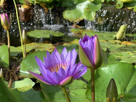 Lotus, Rybník
