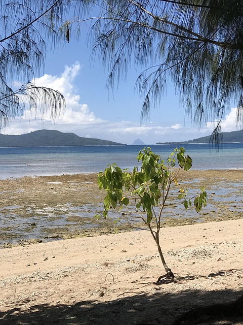 Free Shoreline Nature photo and picture