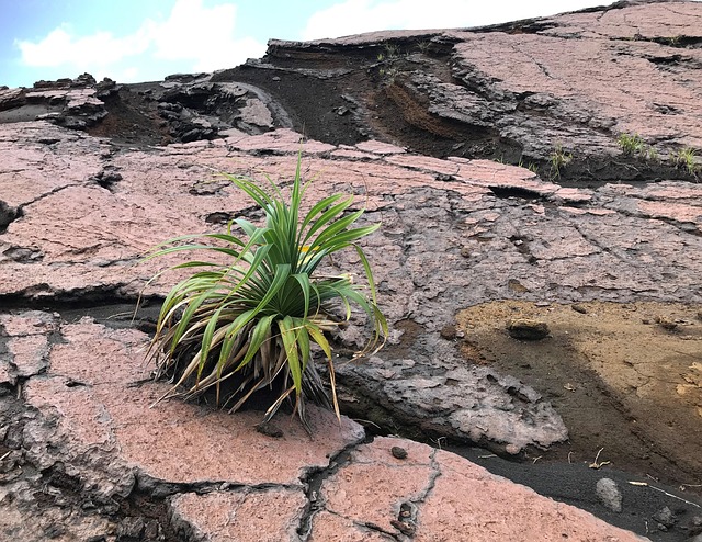 Free Rock Plant photo and picture