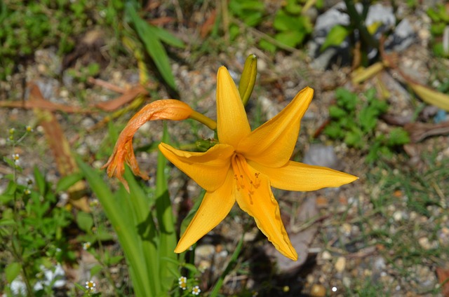 Free Flower Beautiful Flowers photo and picture