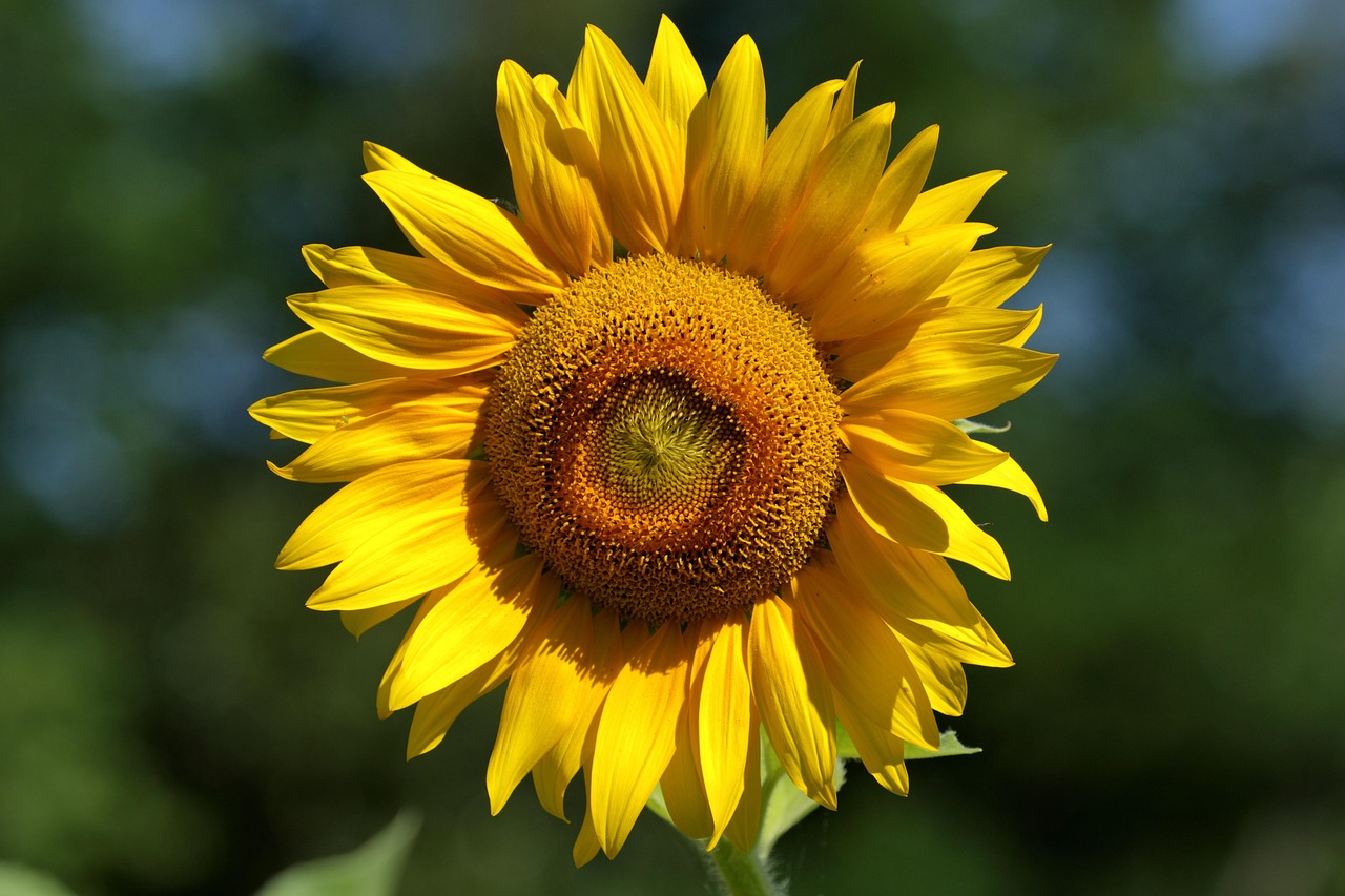 10,000+ Sunflower Images & Pictures [HD] - Pixabay