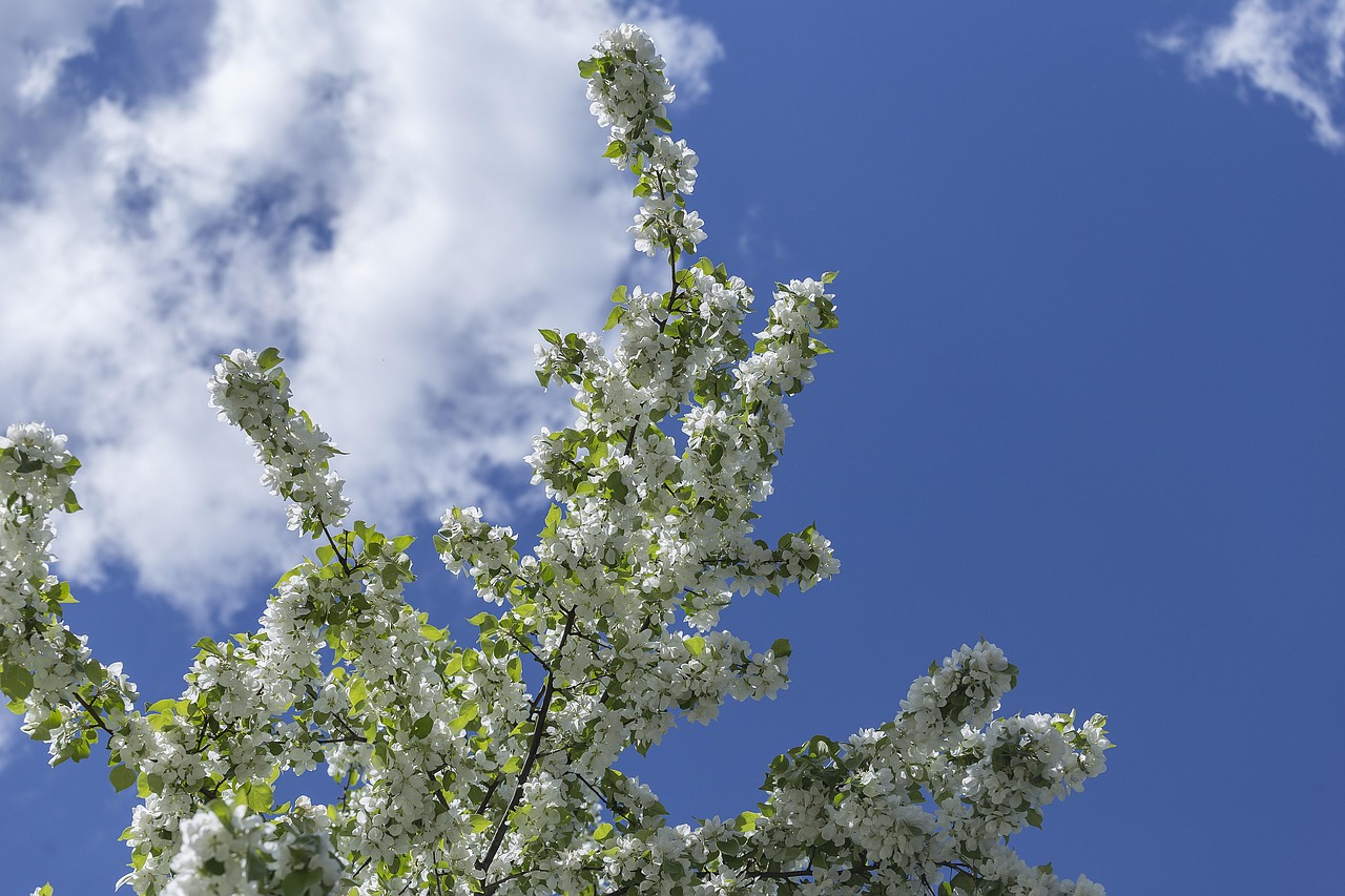 May Spring Pics Spring May Beauty Apple - Free photo on Pixabay - Pixabay