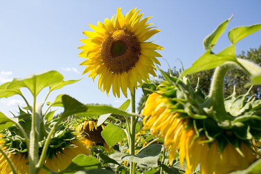 Solsikke, Blomst, Blomster, Sommer