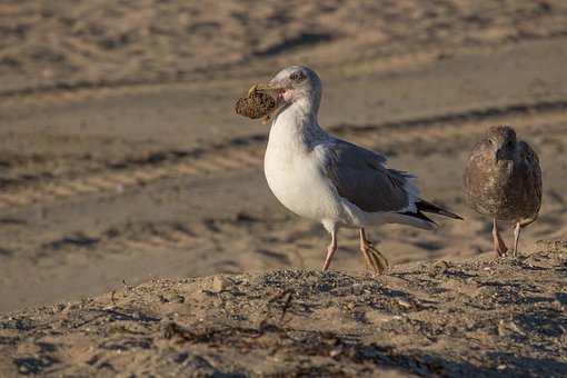 Måge, Shell, Strand, Sand, Ocean, Natur