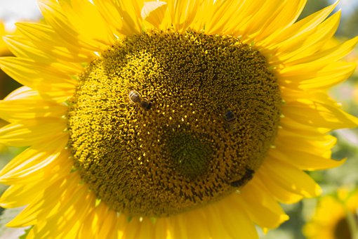 Solsikke, Ansigt, Bier, Smiley, Blomst