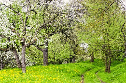 Free Spring Trees photo and picture