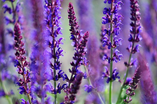 Free Lavender Flower Wallpaper photo and picture