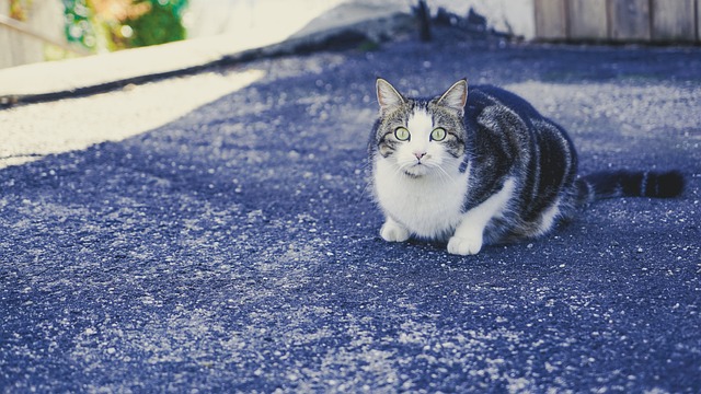 Gato, Animal, Animal Doméstico, Gatinho