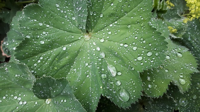이슬 자연 비 - Pixabay의 무료 사진 - Pixabay