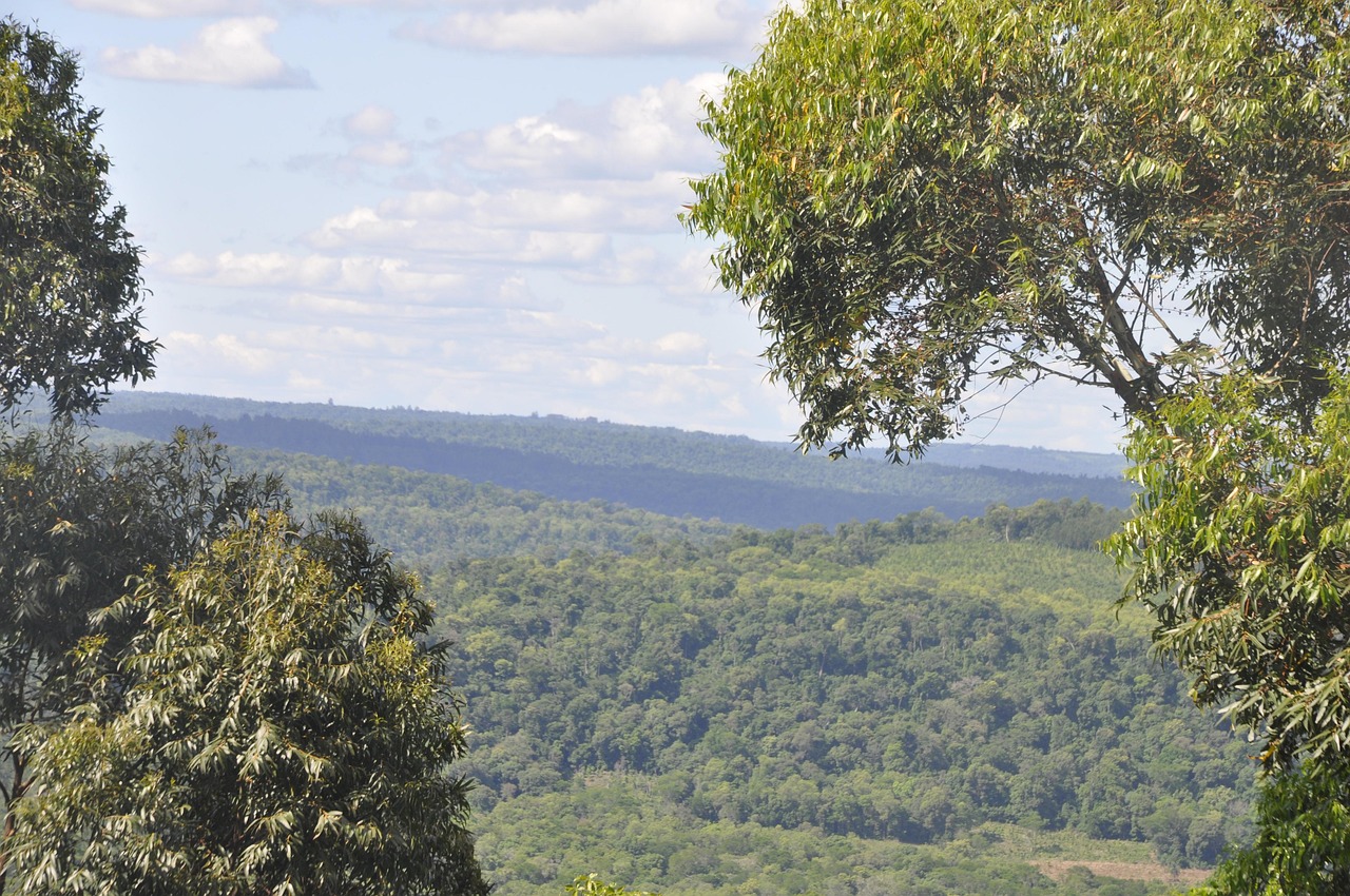 Misiones Argentina Free photo on Pixabay Pixabay