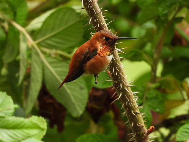 Free Hummingbird Wild photo and picture