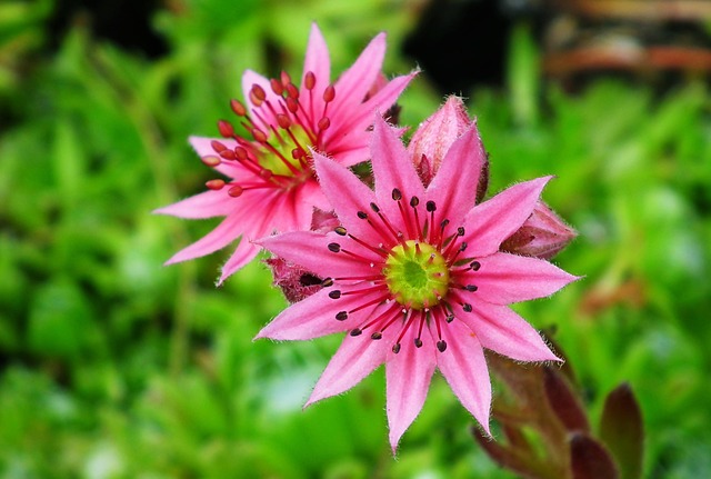 You Can For Example Flowers - Free photo on Pixabay