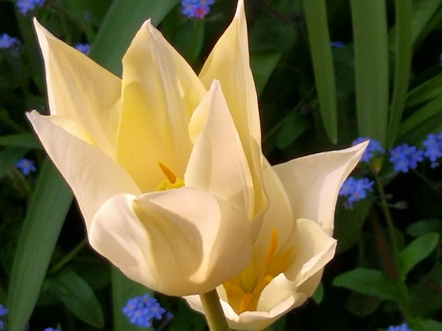 Free White Tulips photo and picture