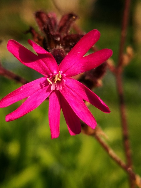 Free Pink Flower photo and picture
