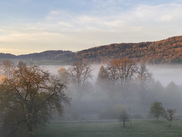 Nebel, Natur, Wald, Landschaft, Bäume