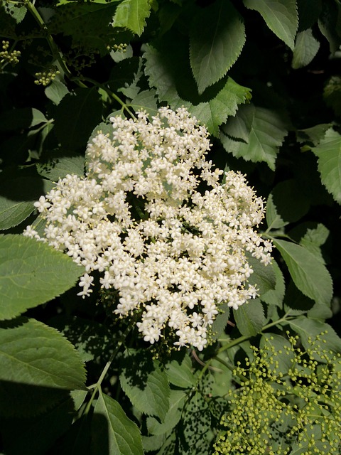 Free White Elderflower photo and picture