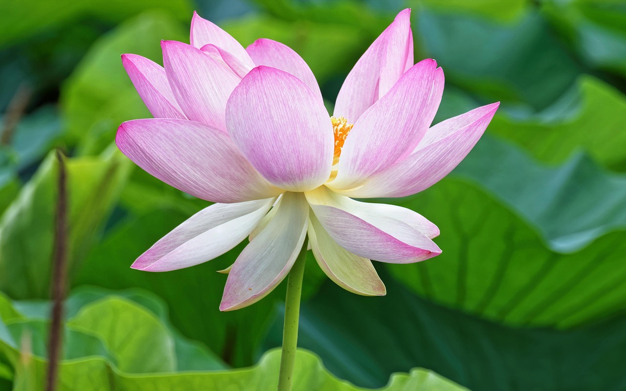 Tatouage Temporaire Réaliste Fleur Lotus Rose - Facile à Utiliser, Envoi Gratuit