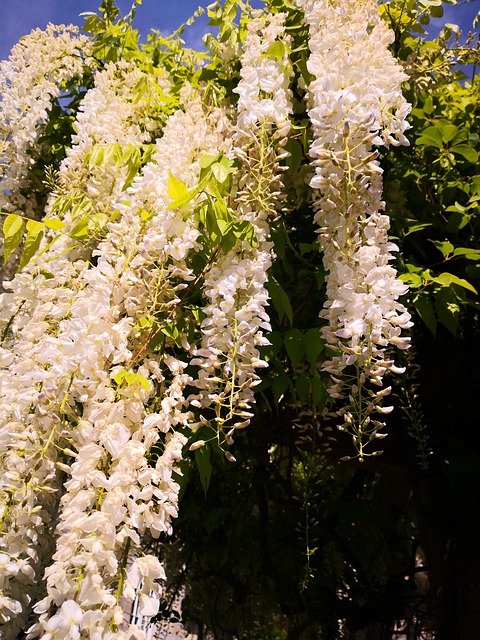Free White Wisteria photo and picture