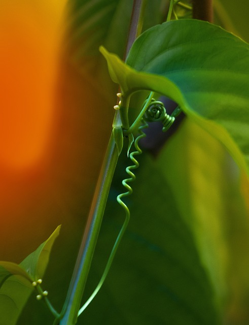 Pflanze, Natur, Grün, Garten, Feder