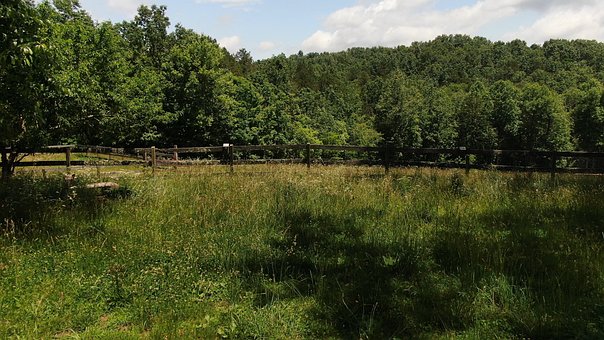 Free Backyard Grass photo and picture