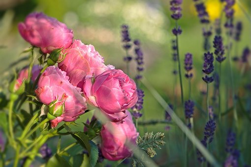 Flowers, Pink, Roses, Flower, Nature
