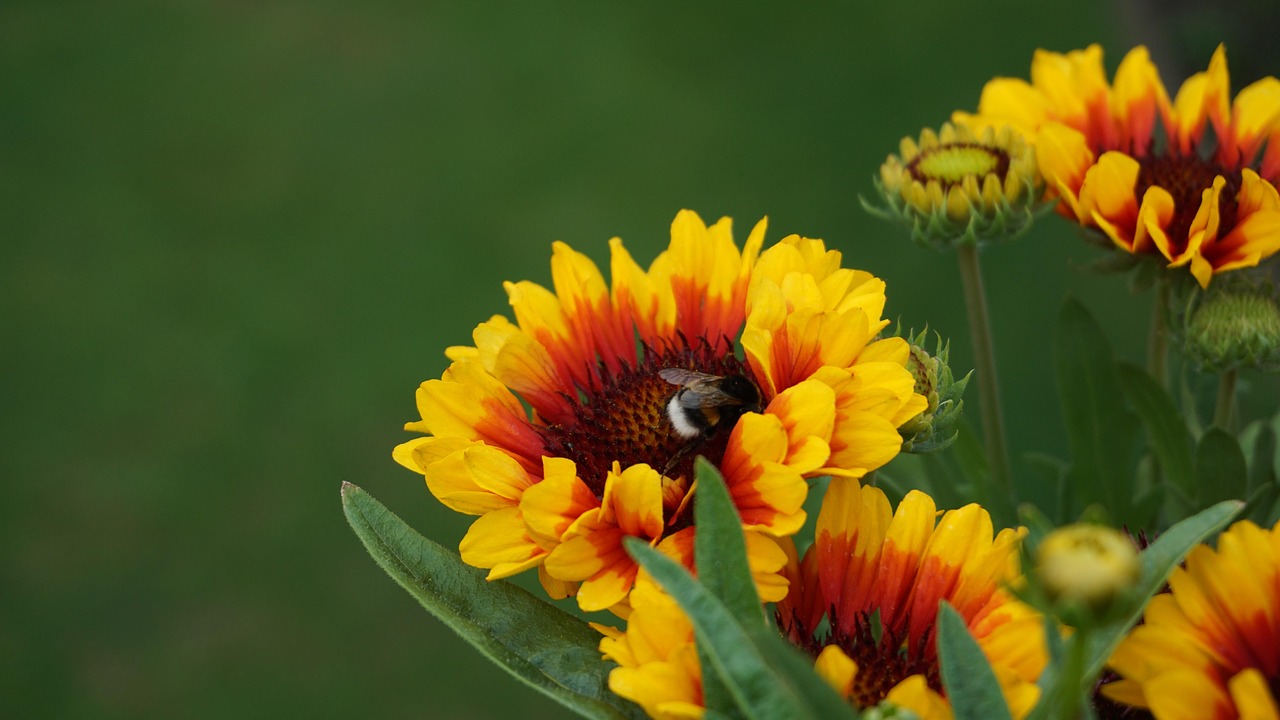 Bommel Insect Bumblebee Hummel Insect - Free photo on Pixabay - Pixabay