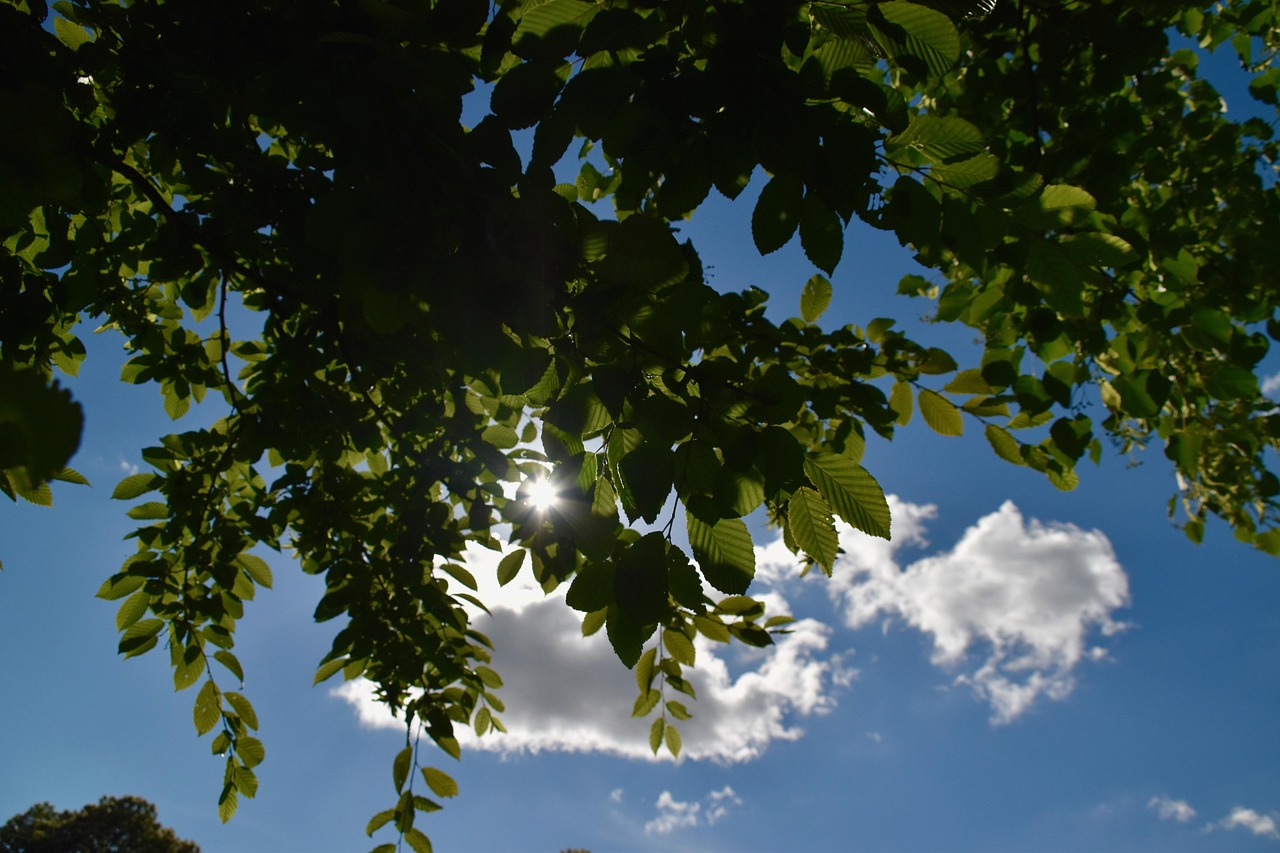 Tree Leaves Plugged Sun Apparent Free photo on Pixabay Pixabay