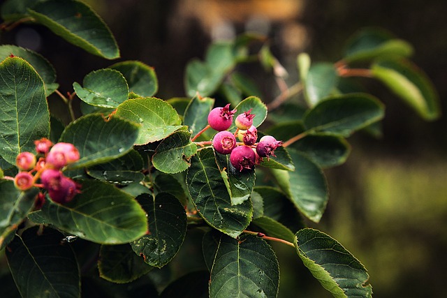 Free Fruit Flora photo and picture