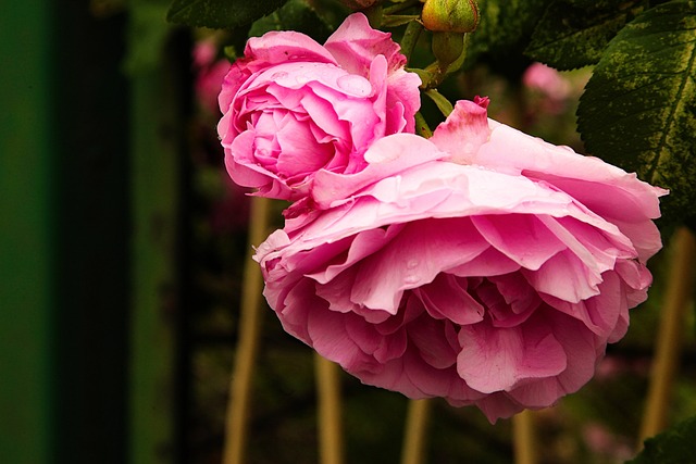 Free Flowers Flower Wallpaper photo and picture