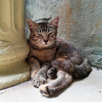 Kat, Sovende Kat, Sød Kat, Kæledyr