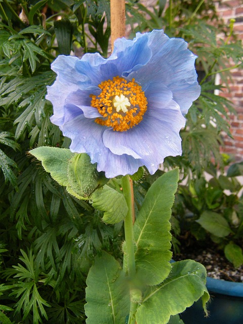Free Blue Tibetan Blue Poppies Meconopsis photo and picture