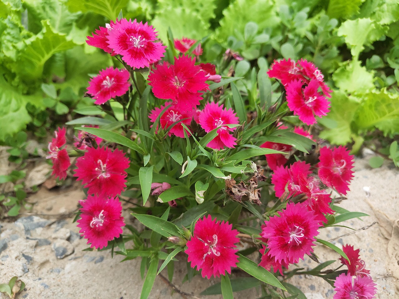 Fleur Rouge Magnifique - Photo gratuite sur Pixabay - Pixabay